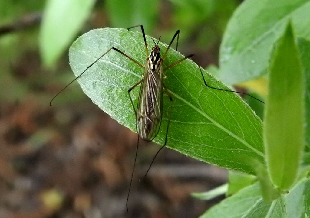 E'' un Dittero ? Si, Nephrotoma sp. (Tipulidae)