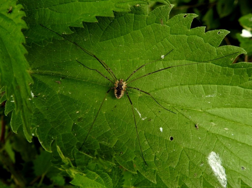 Mitopus morio (Phalangiidae)