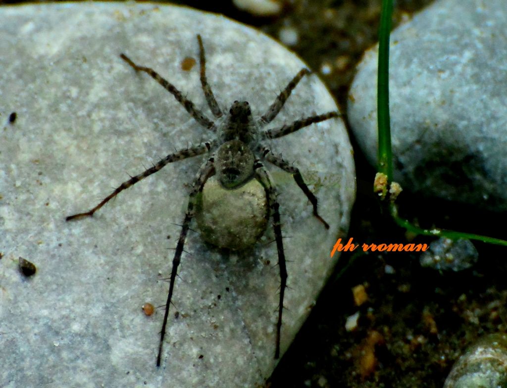 Pardosa sp- S,