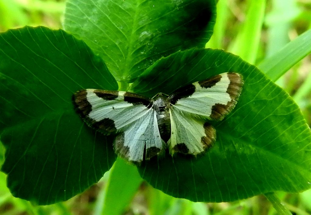 Lomaspilis marginata - Geometridae