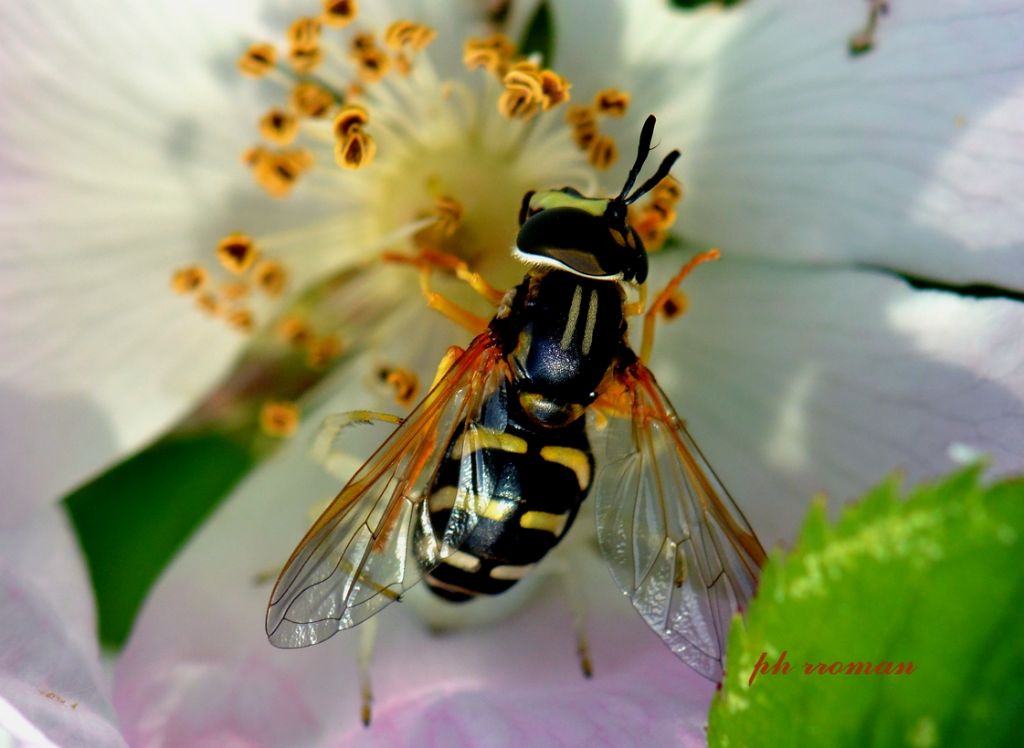 Aiuto ID, Stratiomyidae? No, Syrphidae...