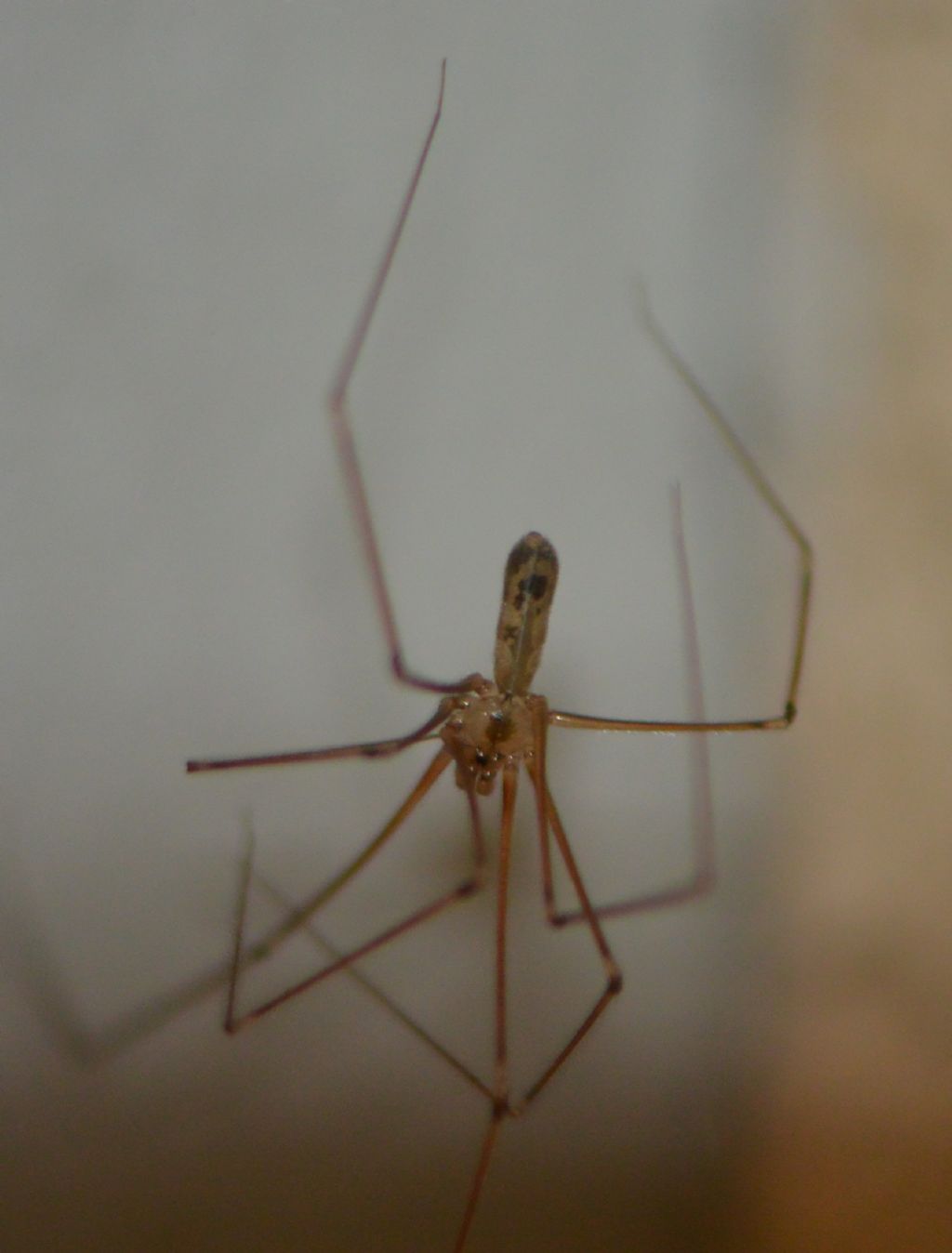 Holocnemus pluchei? No, Pholcus phalangioides, maschio - Piacenza