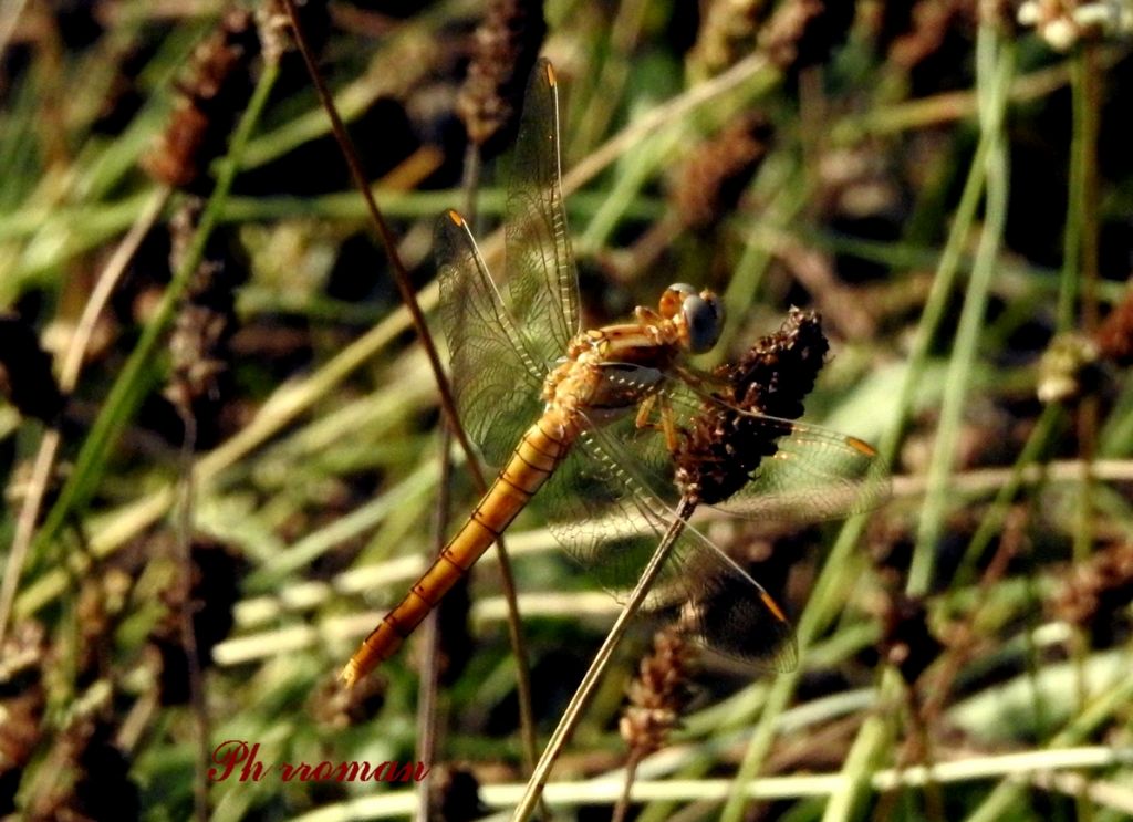 Orthetrum brunneum, f.