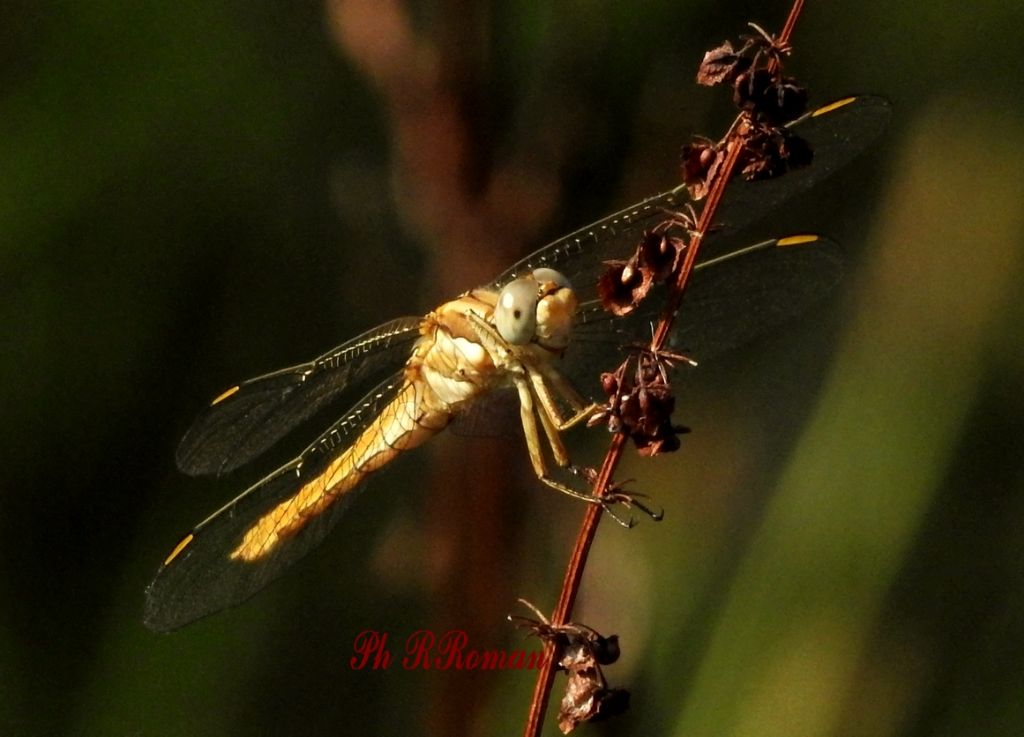 Orthetrum brunneum, f.