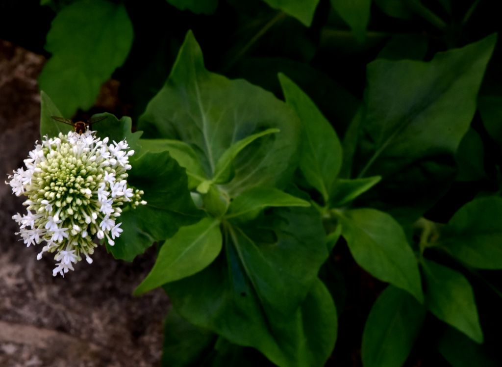 Centranthus ruber  (Caprifoliaceae)