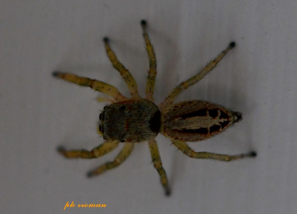 Salticidae: Icius sp. - Prov. PC