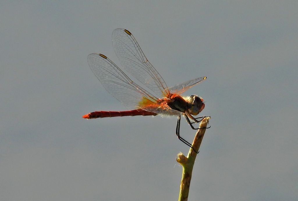 Sympetrum fonscolombii