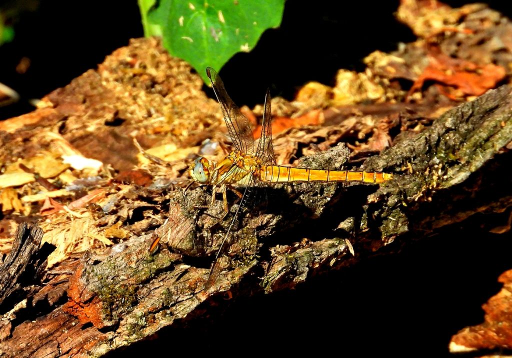 Sympetrum fonscolombii