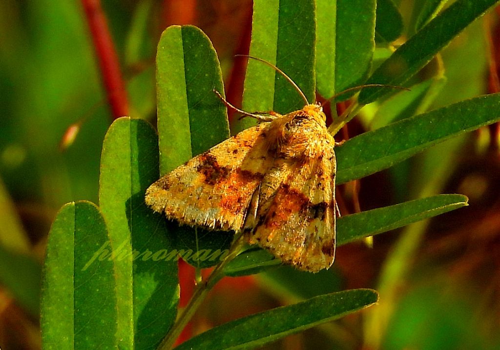 Ematurga atomaria m. ?