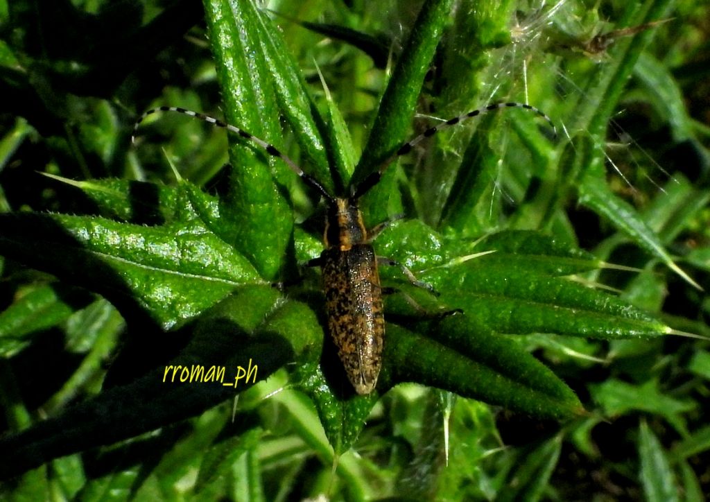 Cerambycidae: Agapanthia sicula malmerendii , maschio e coppia