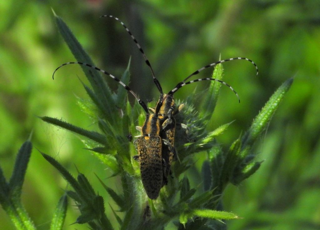 Cerambycidae: Agapanthia sicula malmerendii , maschio e coppia