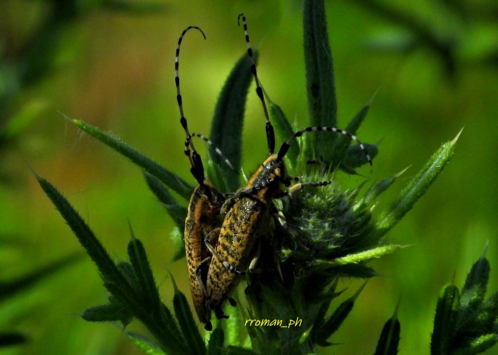 Agapanthia sicula malmerendii