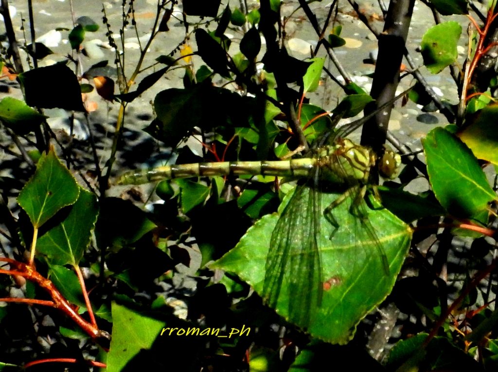 Gomphidae? S, Onychogomphus forcipatus unguiculatus, f & m