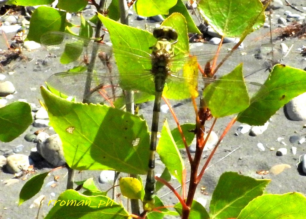 Gomphidae? S, Onychogomphus forcipatus unguiculatus, f & m