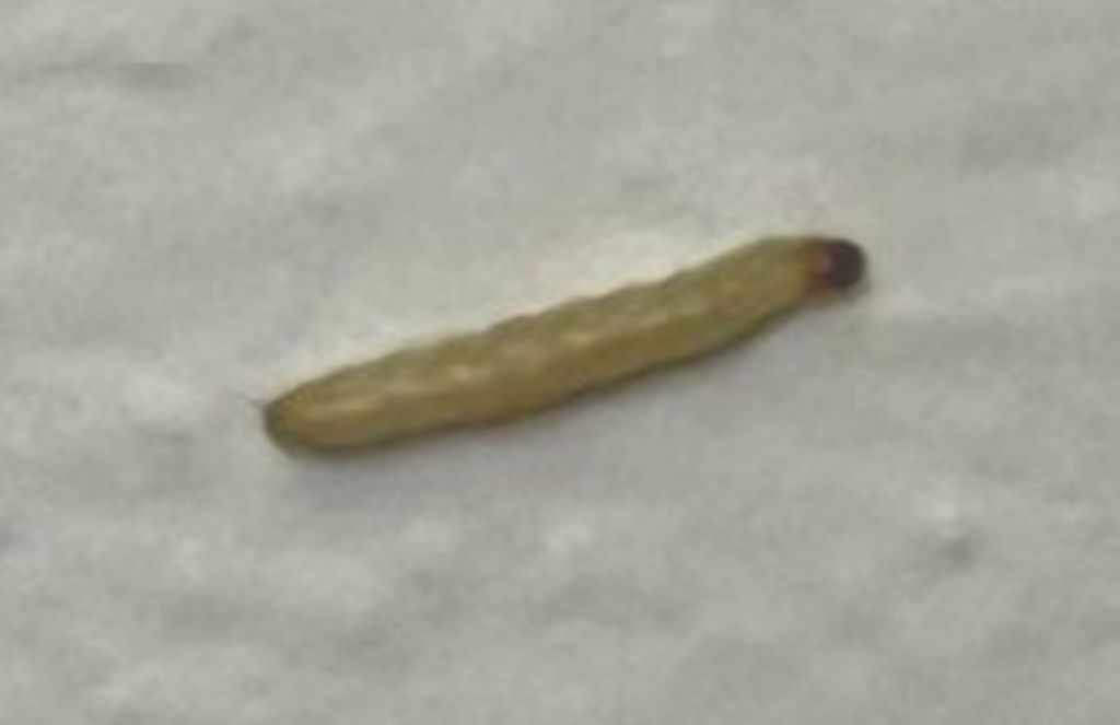 Probabile larva di Plodia interpunctella (Pyralidae)