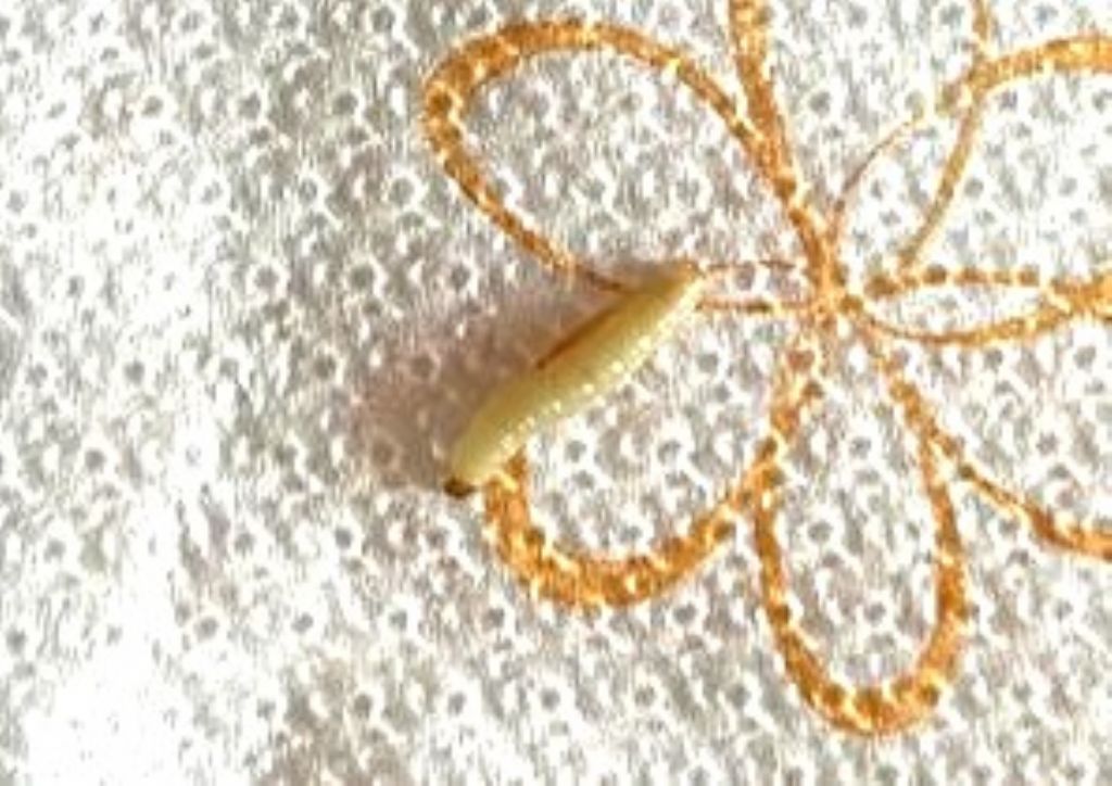 Probabile larva di Plodia interpunctella (Pyralidae)