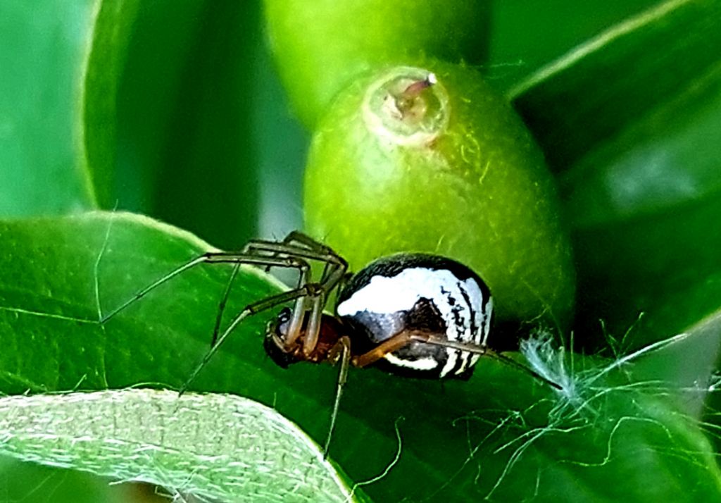 Linyphiidae o Theridiidae?