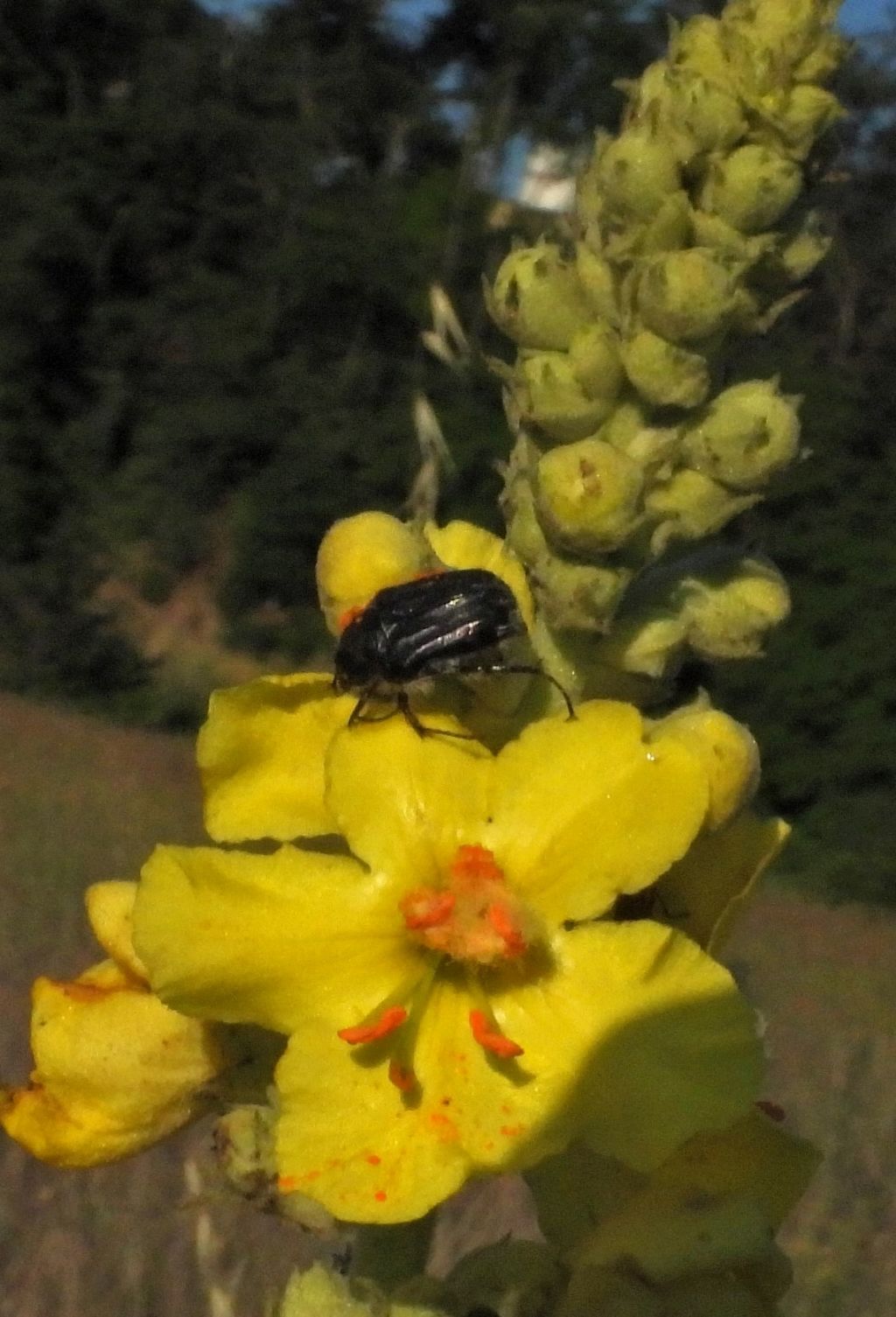 Coleoptera, ma ID?