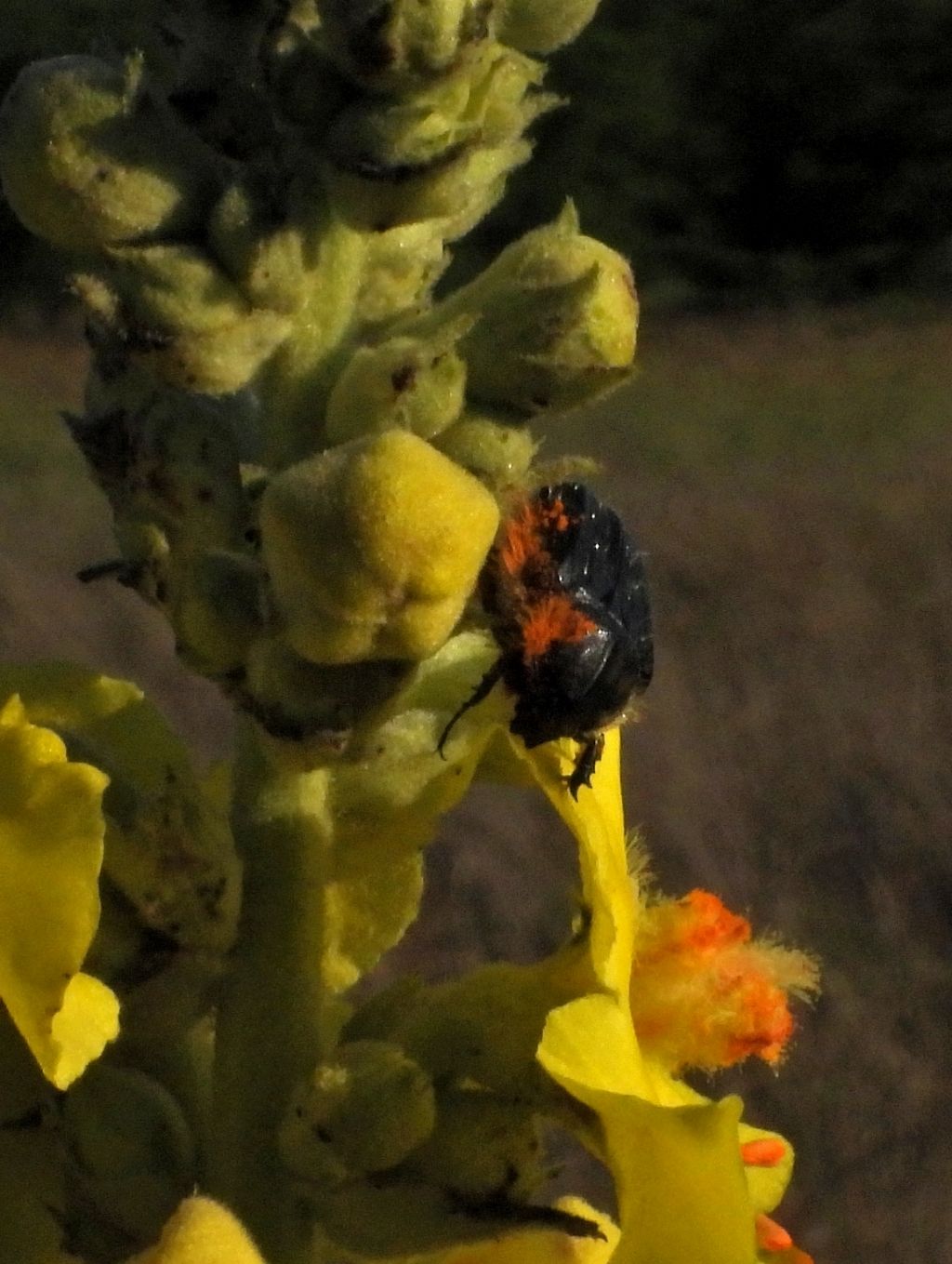 Coleoptera, ma ID?