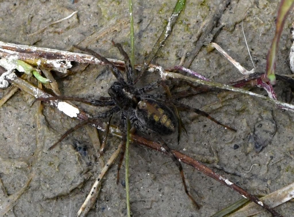 Aranaidae? aiuto ID