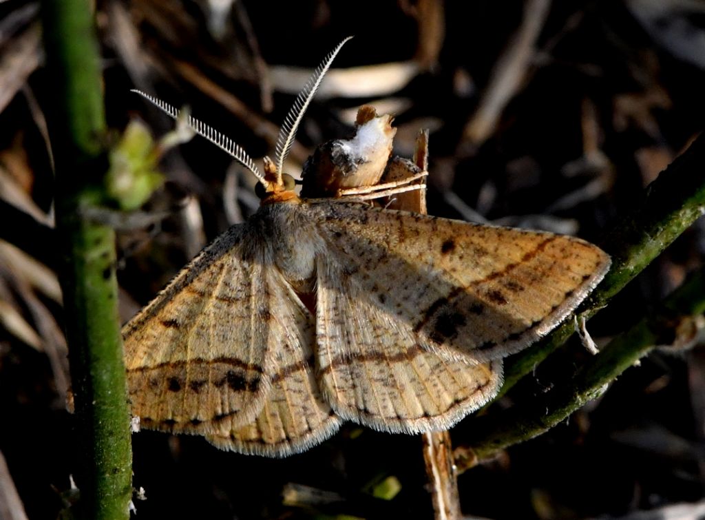 Scopula ornata? Aiuto ID