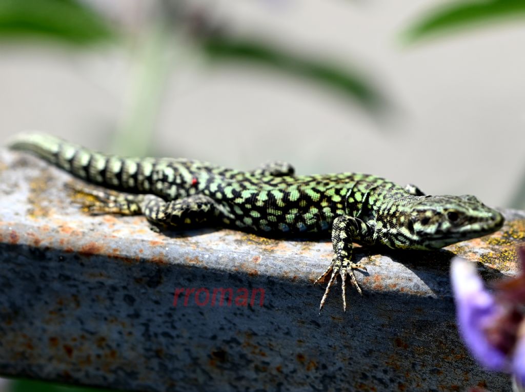 Podarcis muralis o sicula?