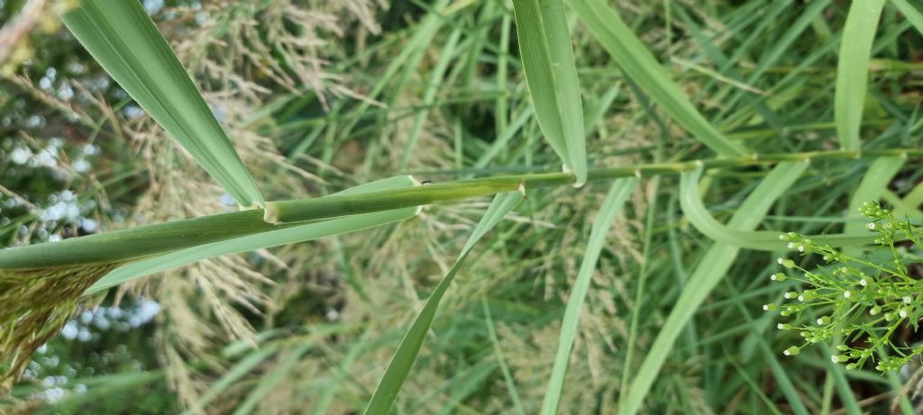 Aiuto identificazione Phragmites australis o Arundo donax?