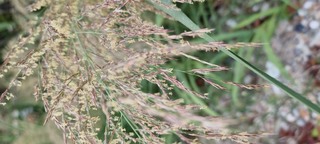 Aiuto identificazione Phragmites australis o Arundo donax?