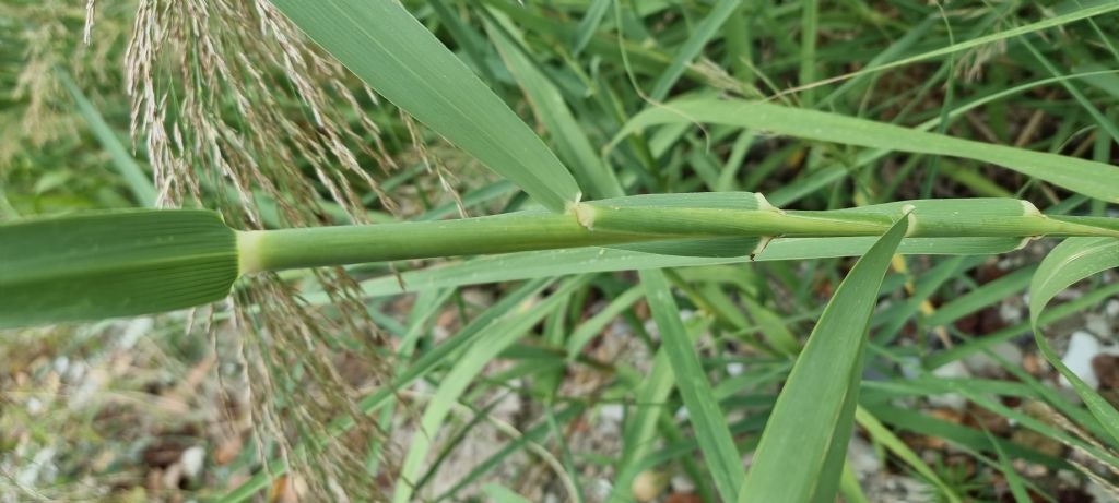 Aiuto identificazione Phragmites australis o Arundo donax?