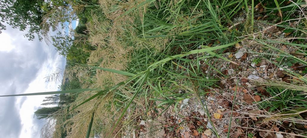 Aiuto identificazione Phragmites australis o Arundo donax?