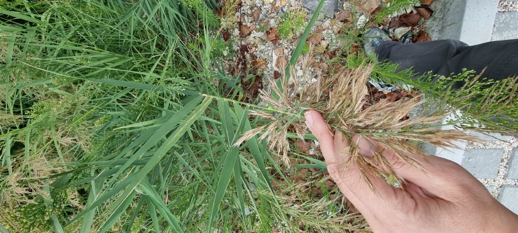 Aiuto identificazione Phragmites australis o Arundo donax?