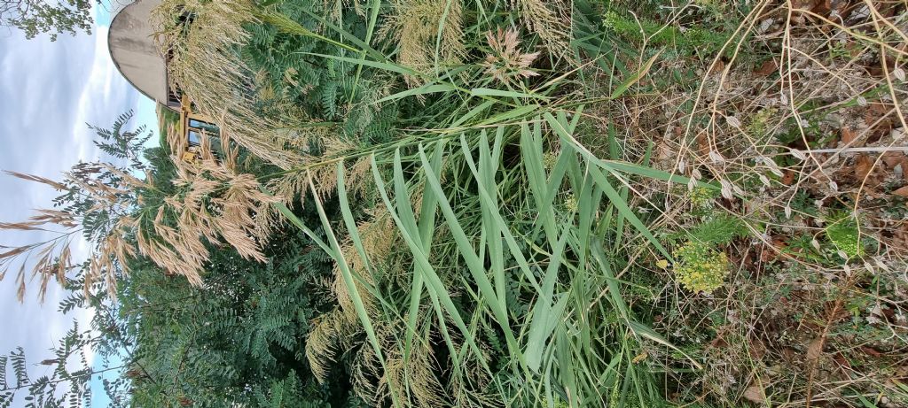 Aiuto identificazione Phragmites australis o Arundo donax?