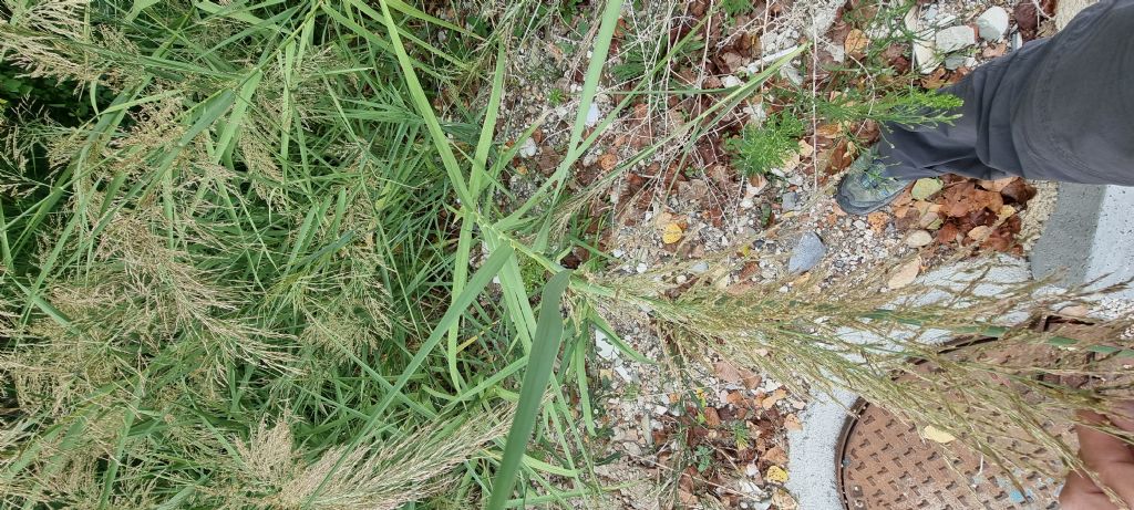 Aiuto identificazione Phragmites australis o Arundo donax?