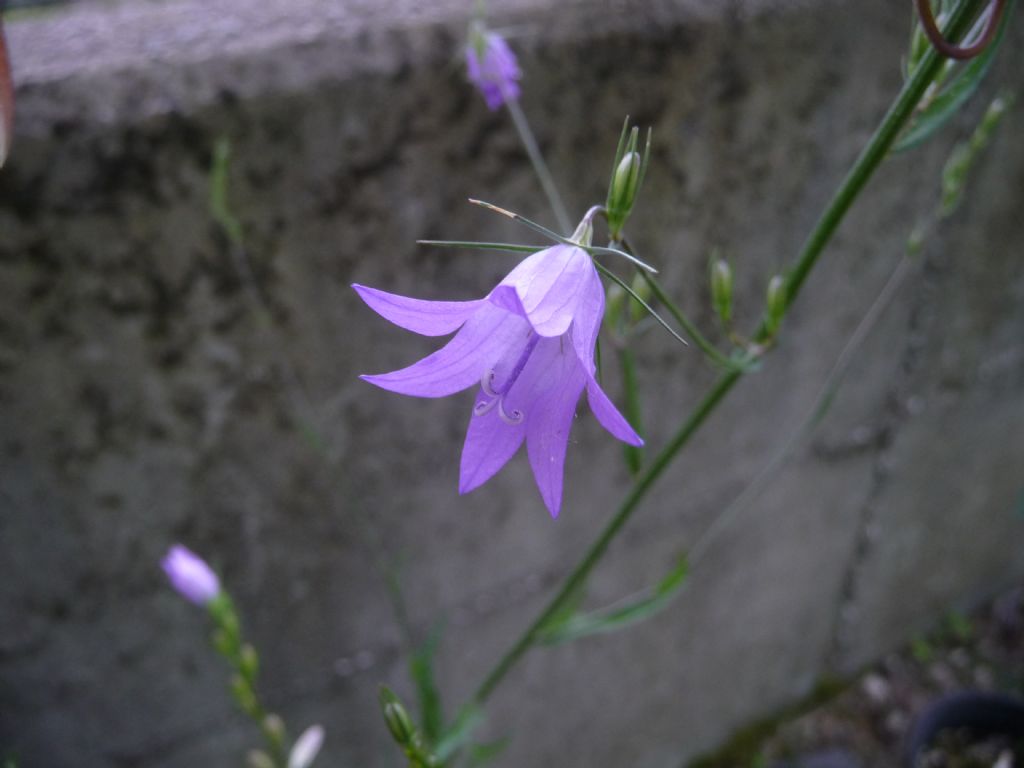 Campanula rapunculus