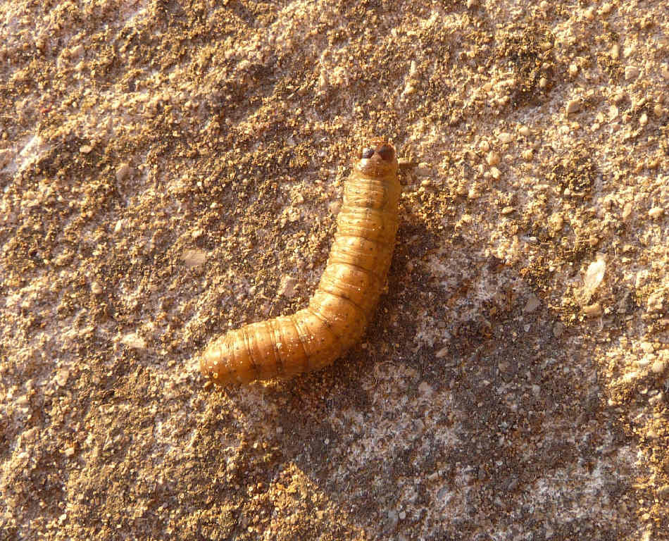 Da identificare - larva Agrotis sp.