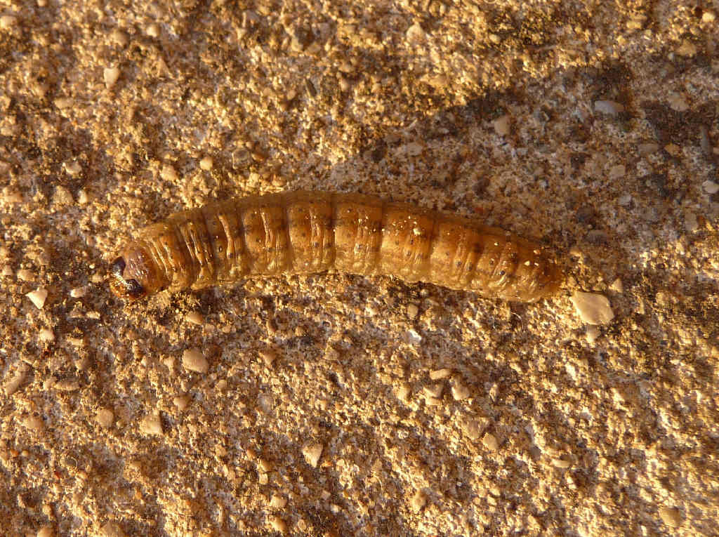 Da identificare - larva Agrotis sp.