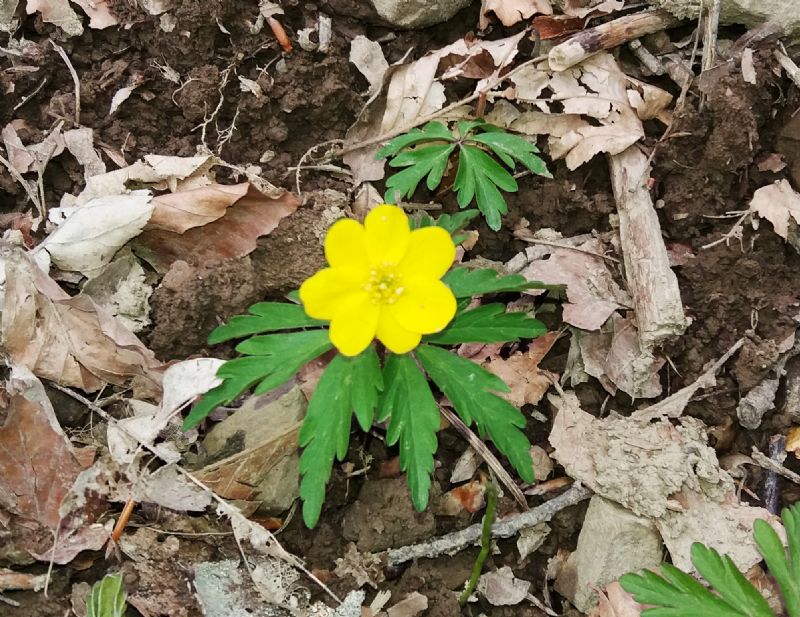 Anemonoides ranunculoides