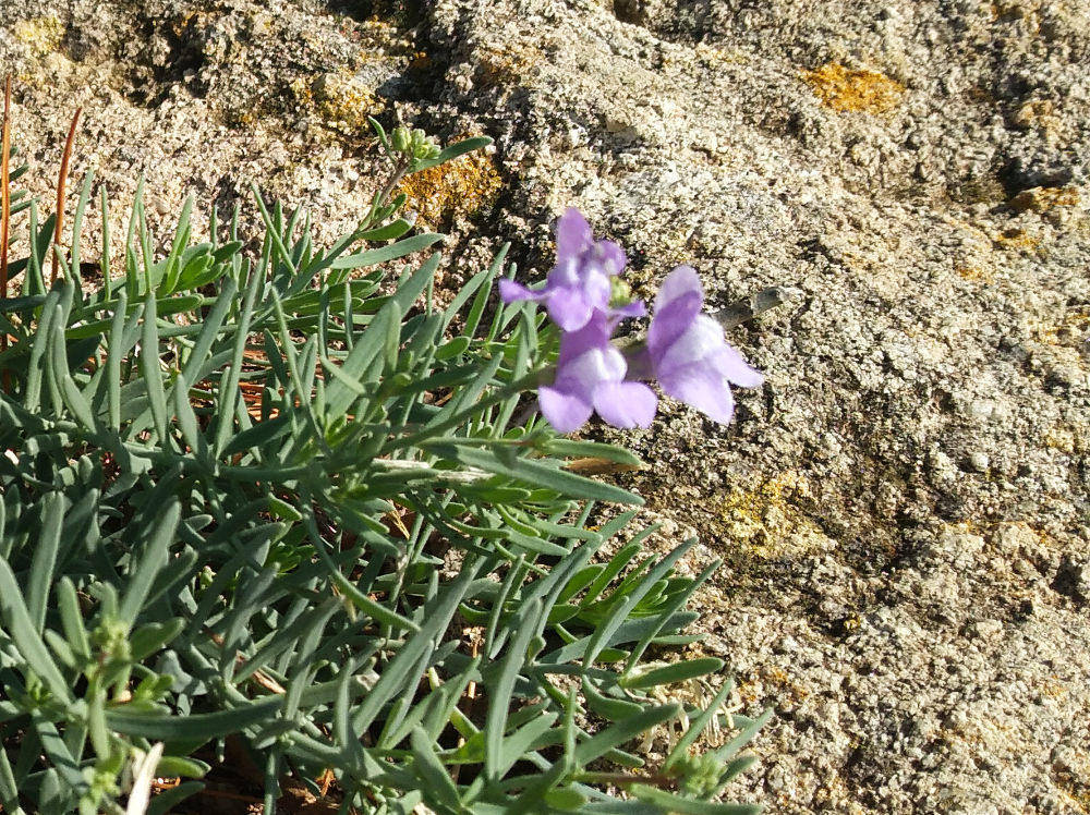 Dall''isola di Capraia:  Linaria capraria / Linajola della Capraia