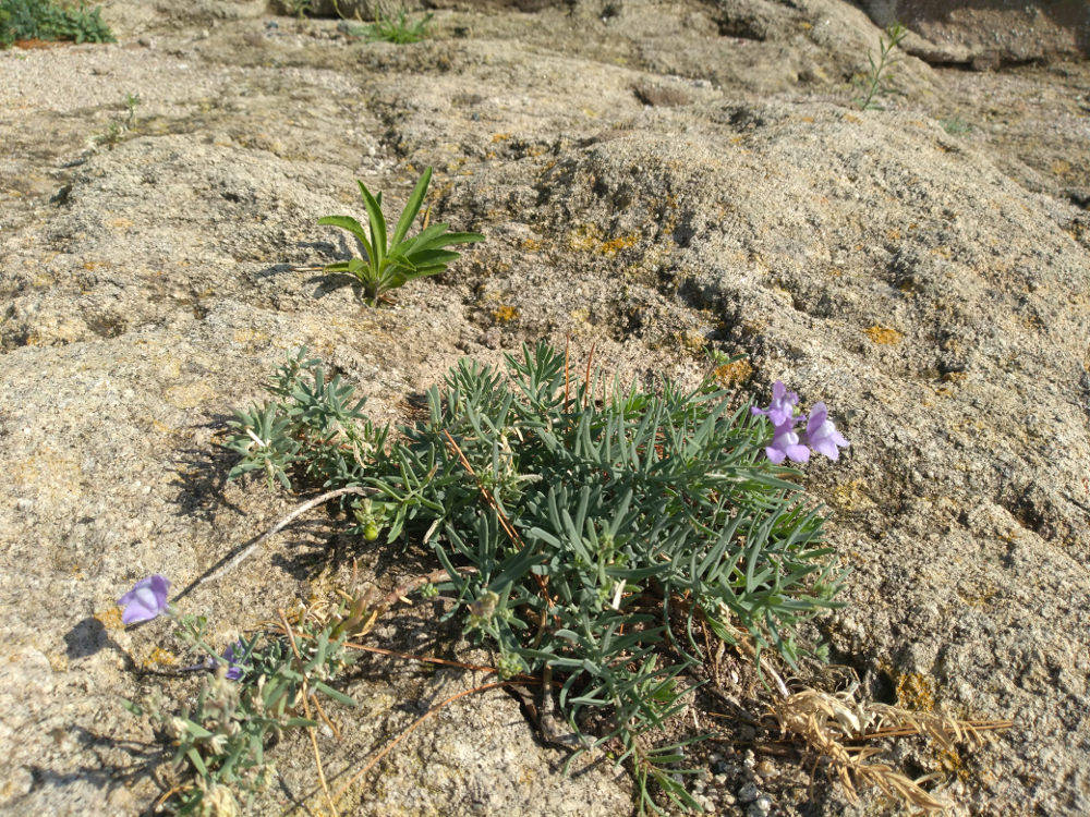 Dall''isola di Capraia:  Linaria capraria / Linajola della Capraia