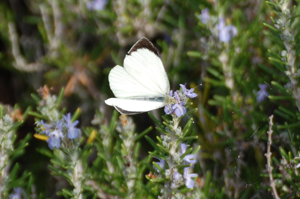 Quale farfalla?  Pieris brassicae, maschio