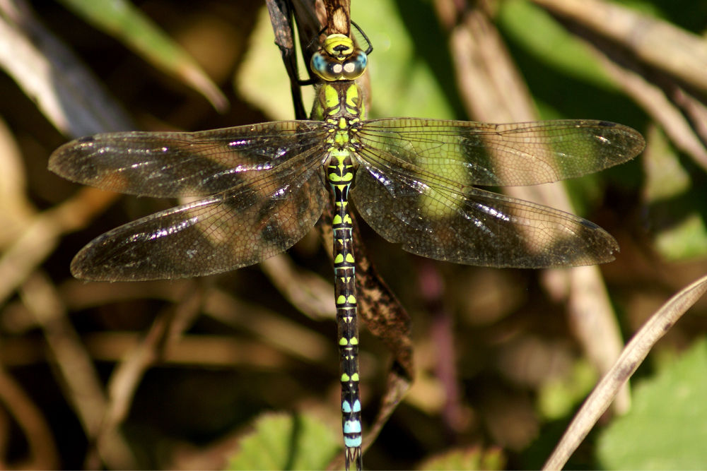 Aeshna cyanea, maschio