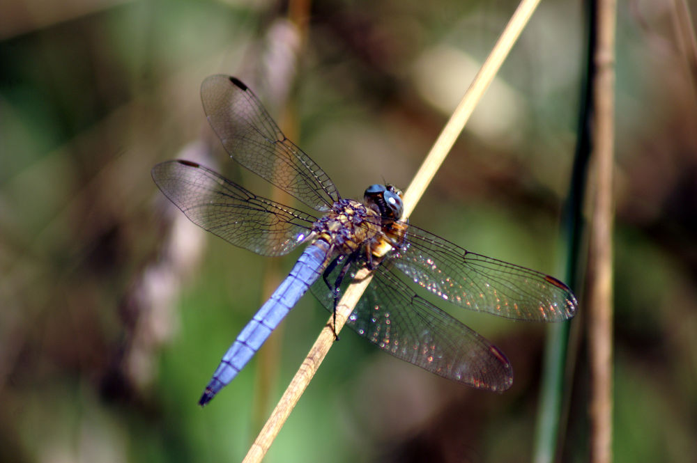 Orthetrum coerulescens, maschio