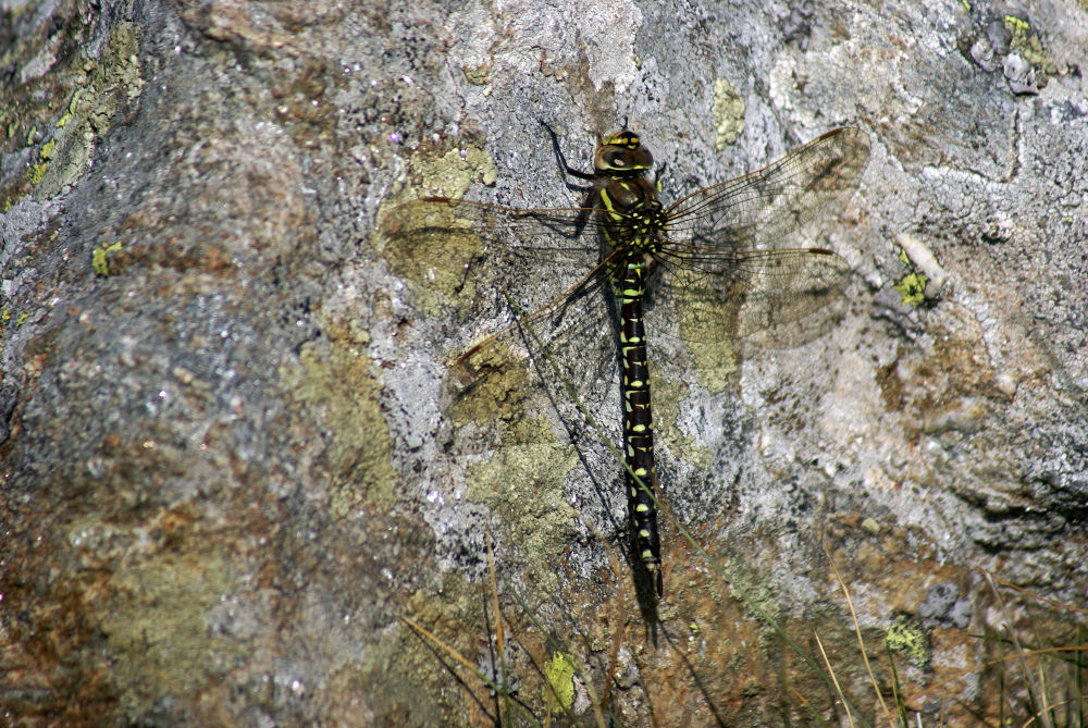 Aeshna juncea, femmina