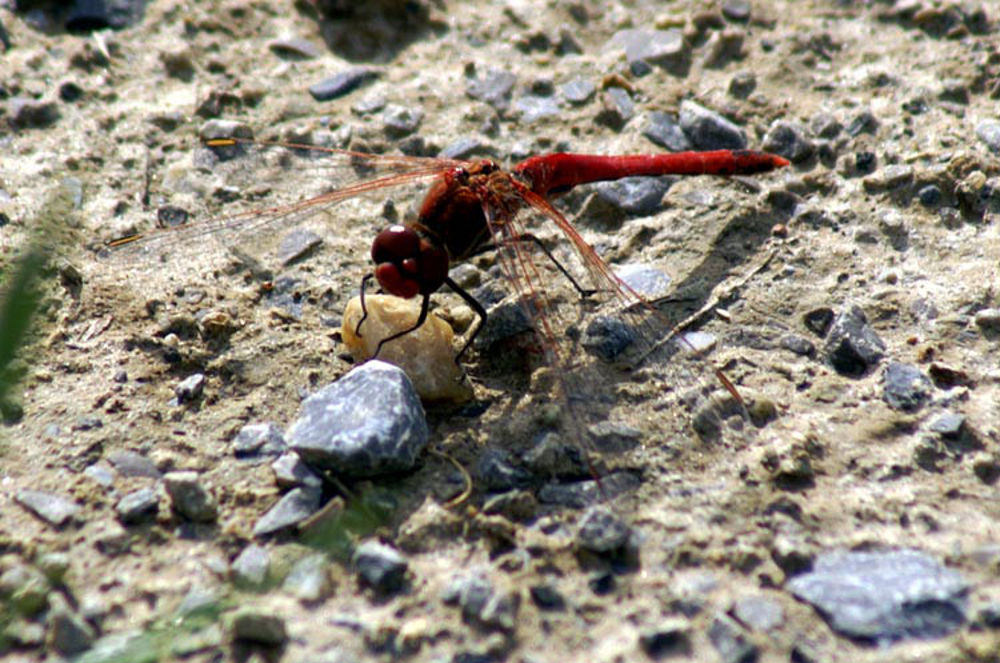 Sympetrum fonscolombii, maschio