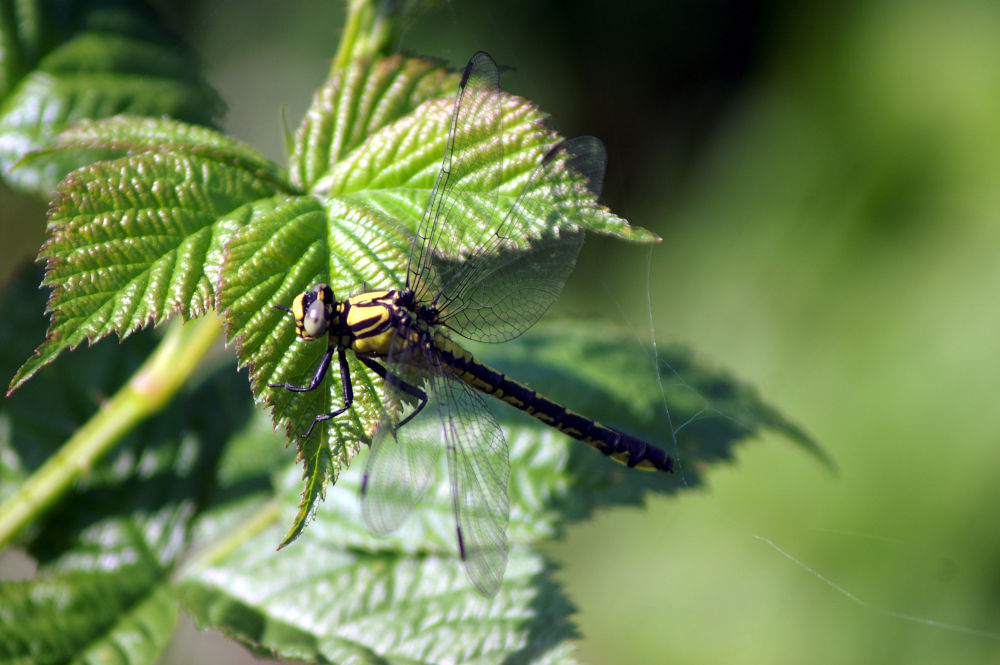 Gomphus vulgatissimus, femmina