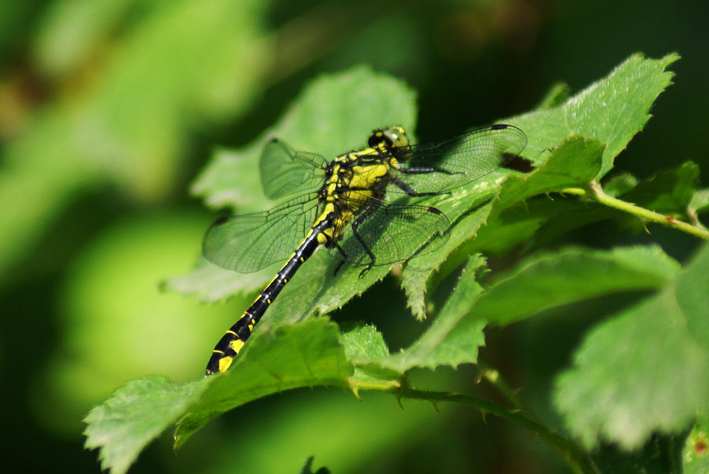 Gomphus vulgatissimus, maschio