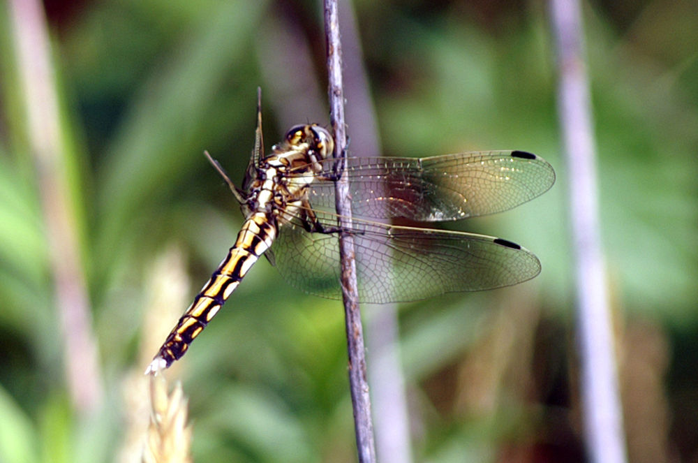 Orthetrum albistylum, femmina