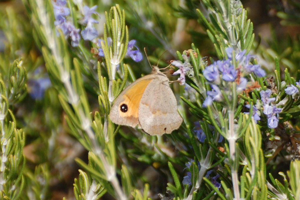 Maniola jurtina (Nymphalidae Satyrinae)