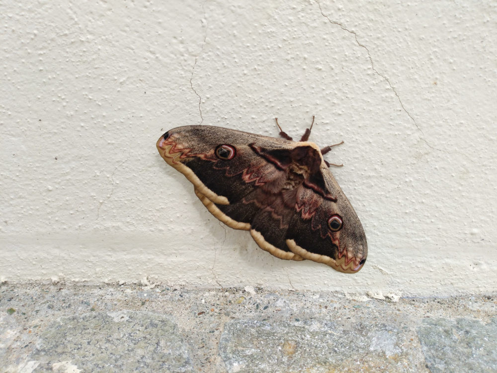 Saturnia pyri (Saturnidae)