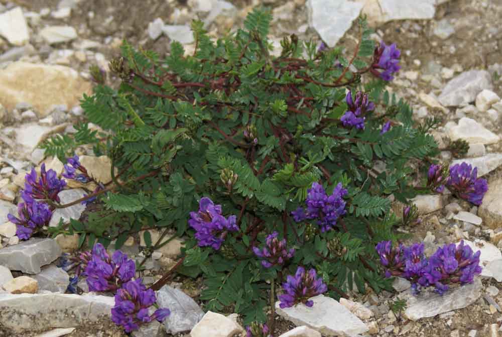 in Valpusteria - Oxytropis sp.